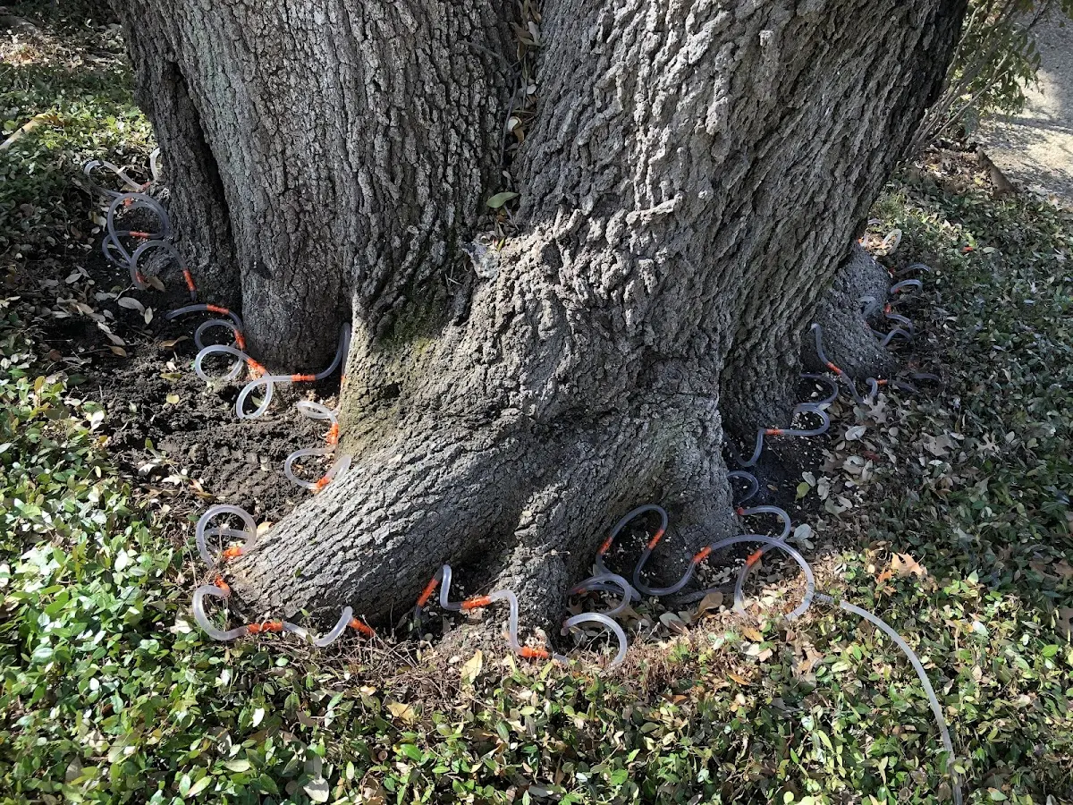 Detailed Tree Cabling and Bracing job site in Winder