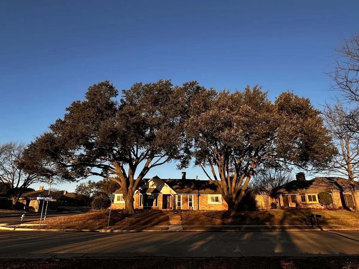 Established residential canopy tree shading a home in Winder